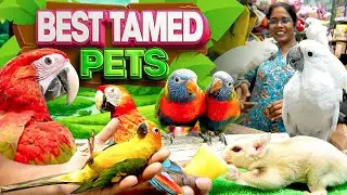 Kolathur-ல் ஒரு தரமான Tamed Exotic Pets வாங்க ஒரு செம்ம Spot