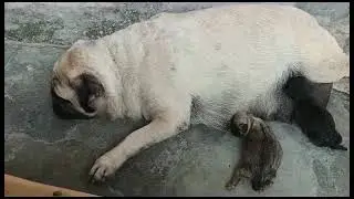Meri pug dog ne diye bache aj chote puppy ho gye hai