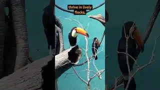 Interesting Toucan Facts! #fact #facts #science #interestingfacts #animals #birds #toucan #toucans