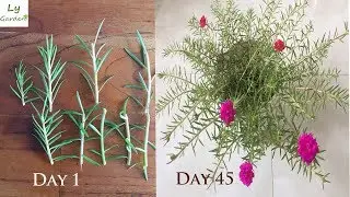 How to grow-Table Rose-Moss Rose-Portulaca Grandiflora from  CUTTINGS