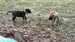 Bullies Being Bullies! | Rough and Rowdy Puppy Playtime