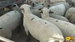 TREMENDOS BORREGOS Y TOROS EN LA PLAZA GANADERA DEL  RANCHO LAS TABLAS.