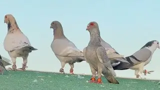 ‏مزاد نا يوم الاحد الساعة ‫ ‏9:00 مساء ترند 2026 50 حبة توب