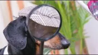 Can Dogs Be Cunning ?