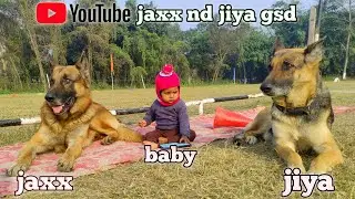 Evening vlog🤣 jaxx jiya vs baby 🥰#germanshepherd #funny #status #pets #love #trending #viralvideos 