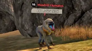 The Wolf- Mandrill Champion 🏆 (Tropical Forest)
