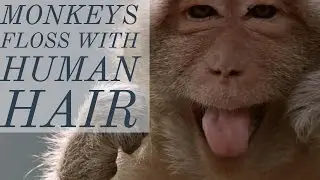 Monkeys floss with human hair