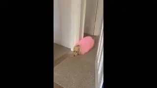 Top Best Funny Animal Videos 2026 😆😂 TRY NOT TO LAUGH 🤣 Moosey #54 #top #funnyFunny videos