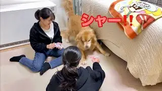 まるで猫のように洗濯バサミを威嚇し続ける大型犬クッキー【ゴールデンレトリバーとミニチュアダックスフンド】