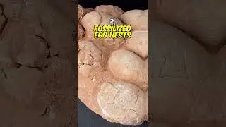 Top 5 Rarest Fossils in the World!