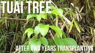 Tuai Tree or Bishop Wood After Two Years Update