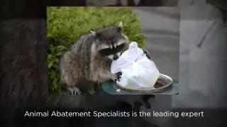 Wild Animal Removal Services