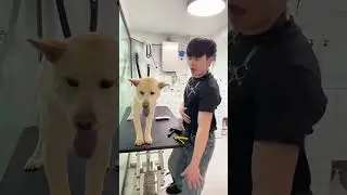 Dance-and-groom: pet grooming while dancing#pet #dog