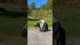 Pump it up trend with Black and Jack❤️ #shortsvideo #horse #pony