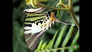 Bướm c&aacute;nh phượng kiếm | Graphium antiphates |