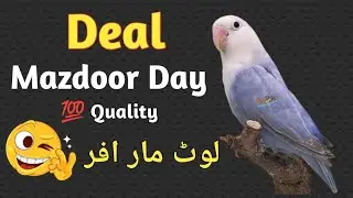 Mazdoor Day deal 😍 50 off #birdsvlog #lovebirds #moonaviary