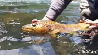 Spanish nymphing big brown trout Patagonia (www.arcayfishing.com)