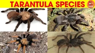 Learn different types of Tarantulas species Name in English🕷️(Part-1) #kidslearning #insects #spider