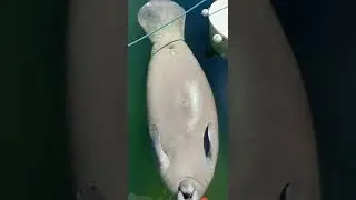 Manatee Upside Down Drinking From Hose