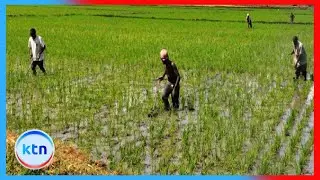 Climate change and poor seeds threaten coastal Kenya&rsquo;s rice production potential