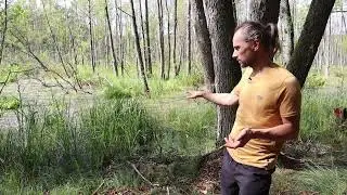 Zagłębmy się w bagna - EcoLogic