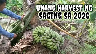 unang harvest ng saging sa 2026