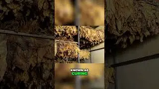 Tobacco Harvesting: A Step-by-Step Guide to Curing