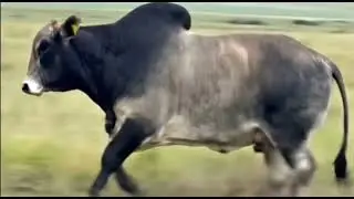 Big bull brahman
