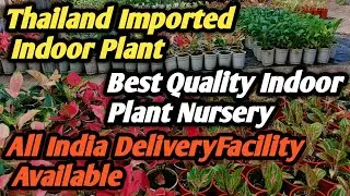 #Thai Varieties Indoor Plant Nursery#All Indian Delivery Facility Available#@😱😱😱
