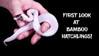 First Look at Newly Hatched Bamboo Hatchlings!