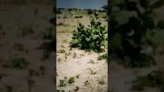 beautiful plants in rajasthan desert
