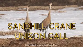 Sandhill Crane Unison Call