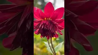 Monsoon season red daliya || Home Gardening | #flowers #trendingshorts #youtubeshorts #shorts