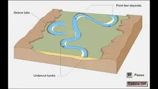 Meander Evolution
