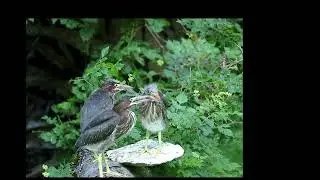 Crazy Telescoping Neck Fledgling Green Heron 🥰