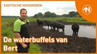 Exotische huisdieren: de waterbuffels van Bert