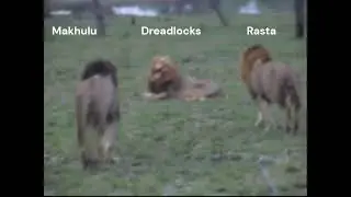 Mapogo Lions &brvbar; Makhulu showing his Dominance over the mighty Dreadlocks (Sabi Sand)