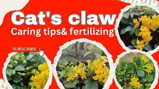 #cat's claw creeper# the fastest growing vine#care DIY tips# stunning yellow flower#youtube #