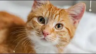 Playlist(cat purring) - Cozy Cat Moments 🐾💚