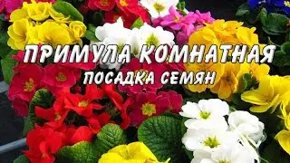 Посадка семян примулы обконика 🌸