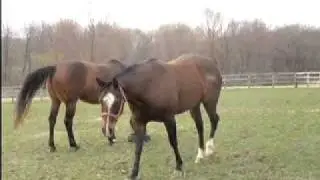 Dominance Hierarchy