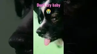 CRYING DOG 😭 #cute #shortsvideo #reels #shorts #crying #dog #doglover