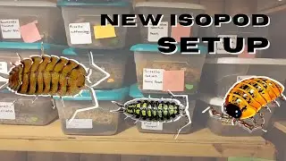 IsoPod Vlog Episode #2   Setting up a new isopod culture.   The Substrate