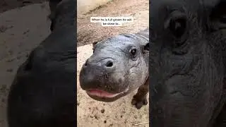 Link the Pygmy hippo is growing up so fast! #pygmyhippo #hippo #babyhippo #hippobaby #babyanimals