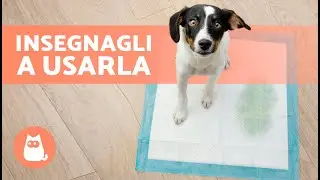 How to teach a puppy to do his business on a pad