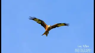 Red Kites @ Bellymack Hill Farm, Laurieston, Dumfries & Galloway.