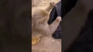 The reason you shouldn't show your back to monkeys