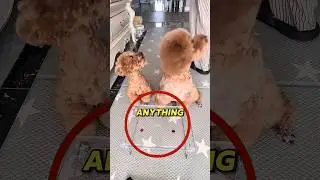 Quand le chien &eacute;choue au test d'honn&ecirc;tet&eacute; 🐶🙉