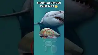 How Shark Used To Get Oxygen Without Trees. #shorts #youtubeshorts #facts #FactXplore #shark