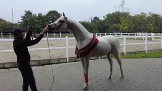 Singureni Manor, the ultimate (Arabian) Horse Retreat and luxury resort near Bucharest, Romania
